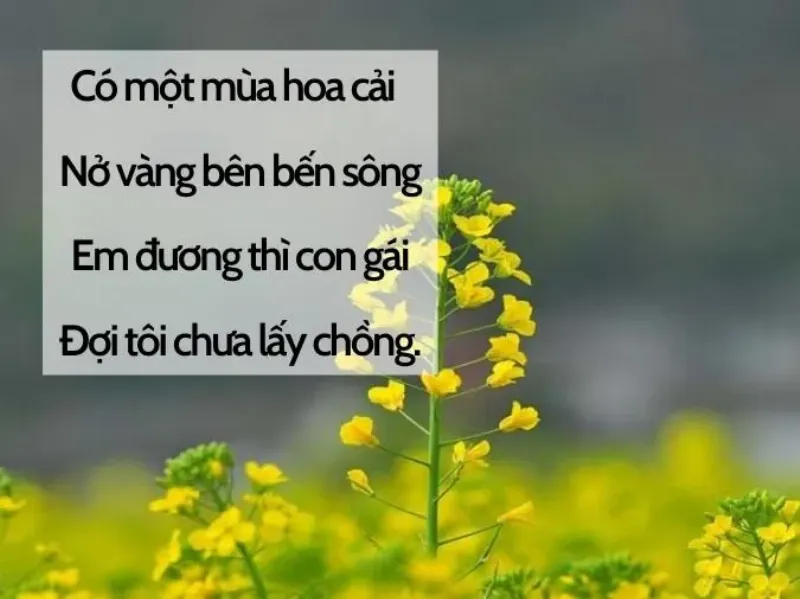 Hoa cải vàng nở rực rỡ